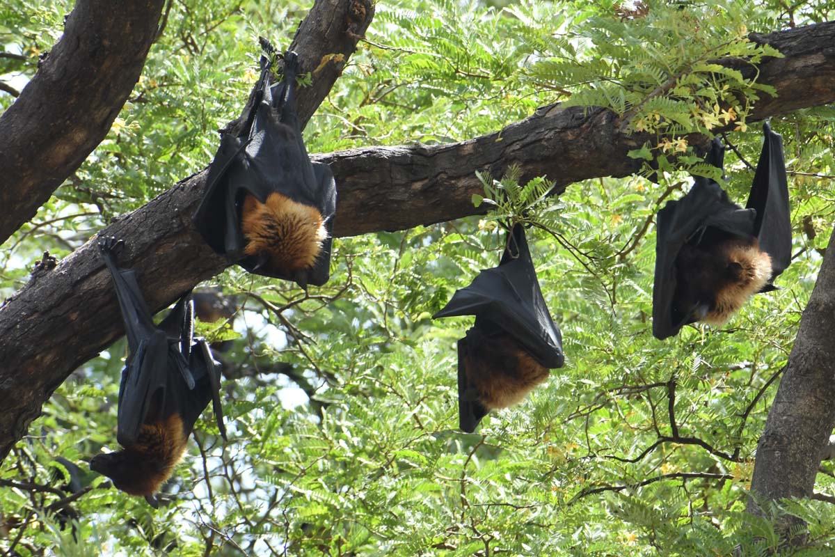 bhaskarpedia_bats_1