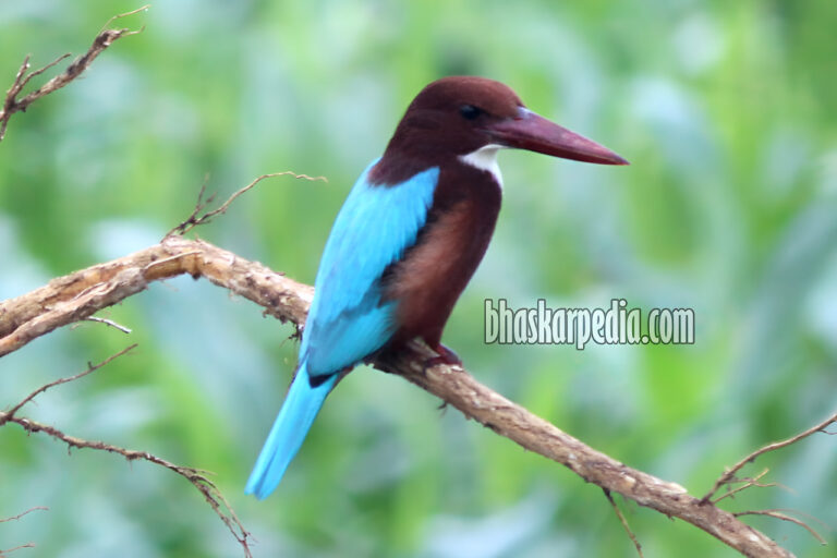 bhaskarpedia_kingfisher_2